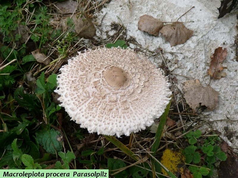 Macrolepiota procera 1 red .JPG