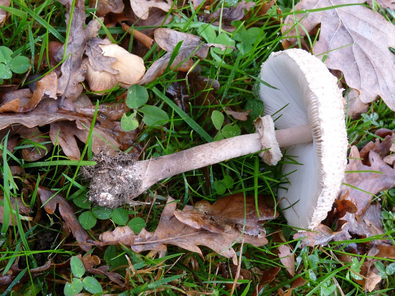 P1040488 Stiel+Hut 800 red .JPG