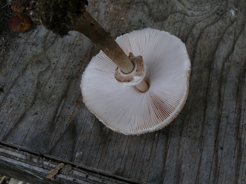 P1040491 Lepiota Lamellen 800 red .JPG