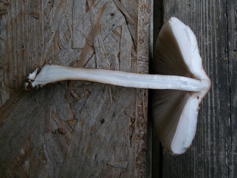 P1040494 Schnjtt 800 red .JPG