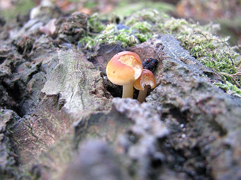 IMG_1368.jpg