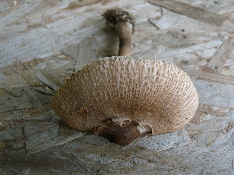 P1040497 Detail Hut 800 red .JPG