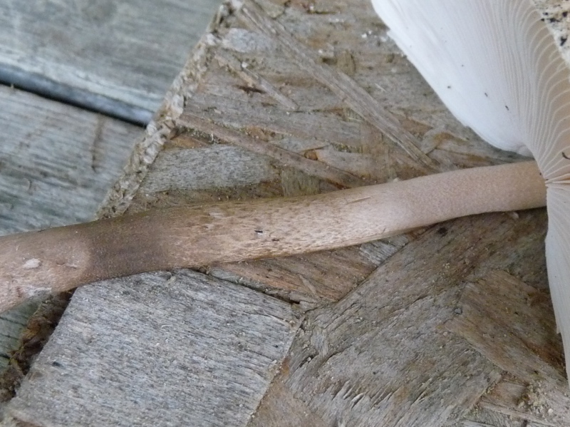 P1040500 Detail Stiel 800 red .JPG