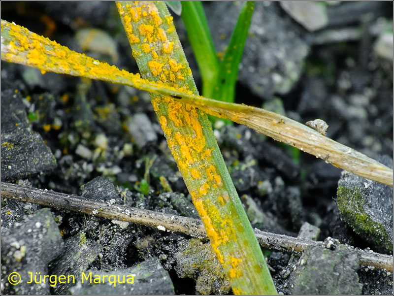 Befallenes Süßgras