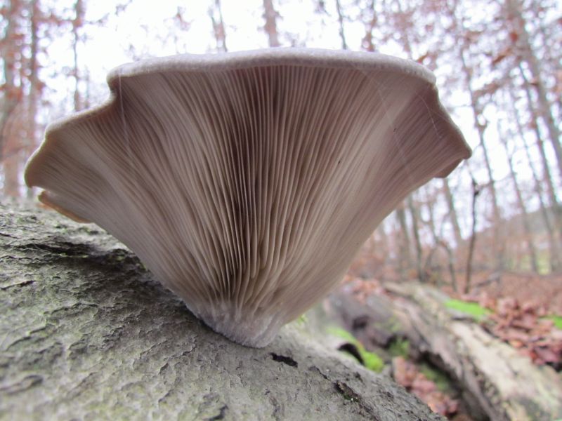 Pleurotus ostreatus-c.jpg
