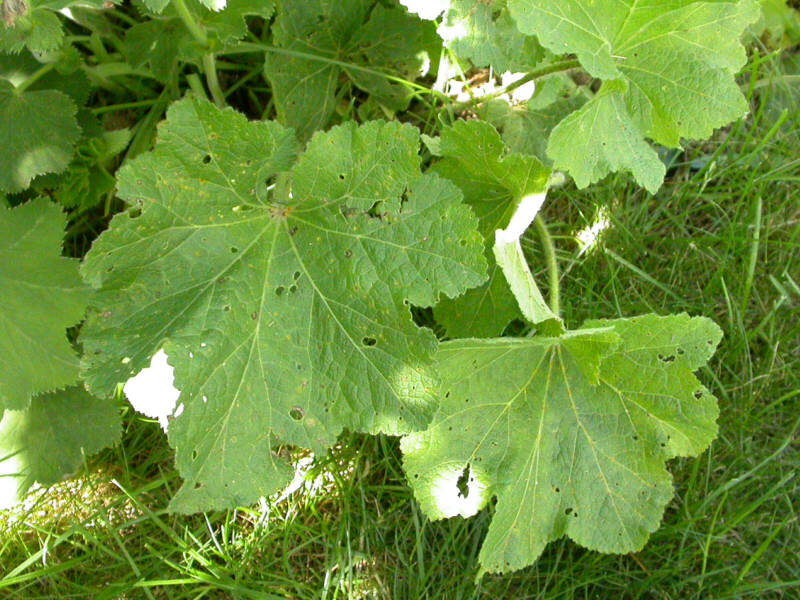 Stockrose, Blätter (fast ohne Befall)