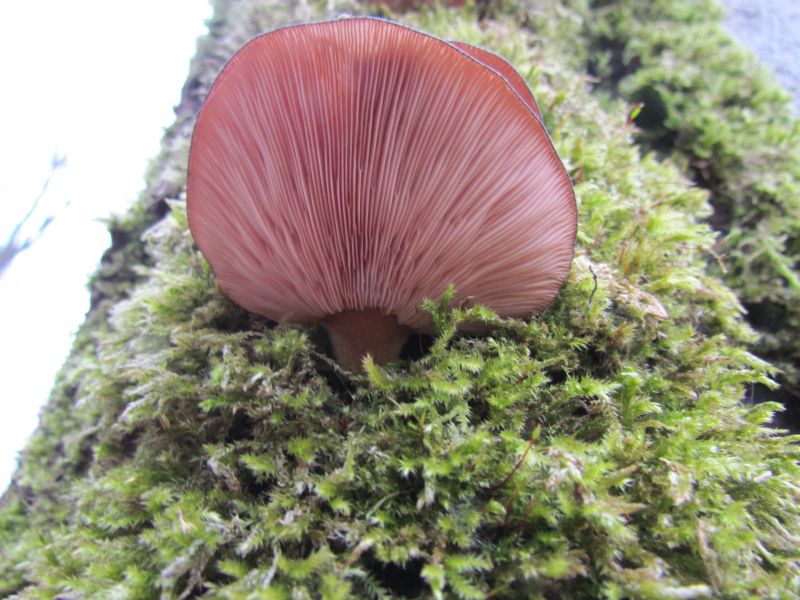 Panellus serotinus.jpg