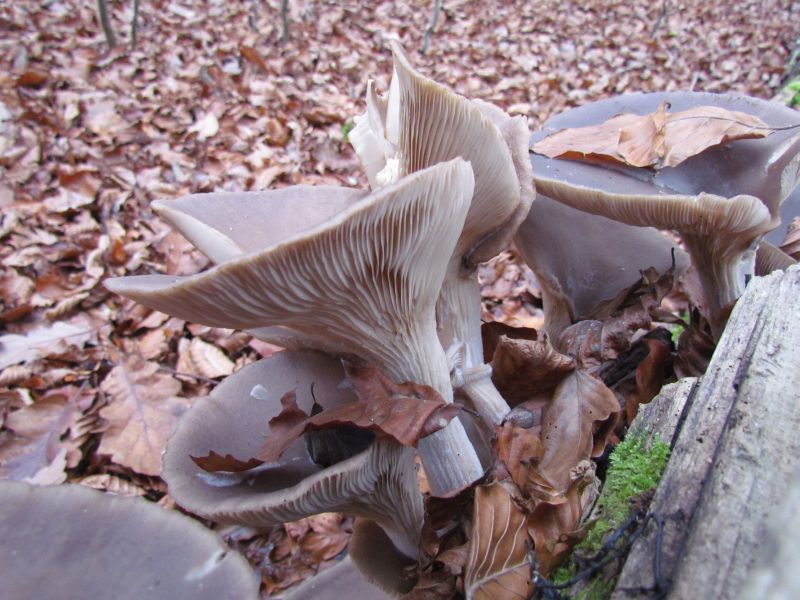 Pleurotus ostreatus-d.jpg