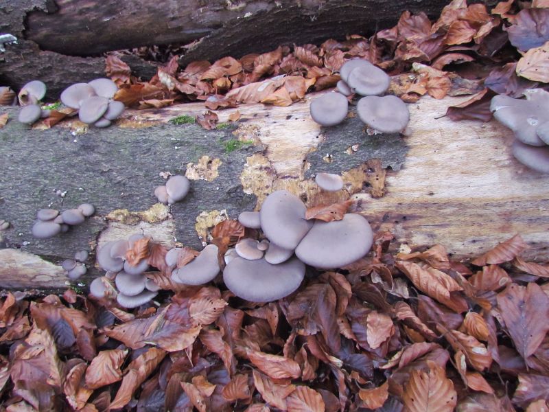 Pleurotus ostreatus-b.jpg