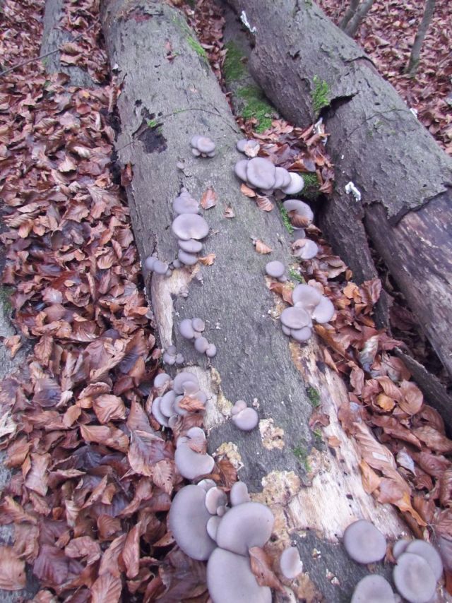 Pleurotus ostreatus.jpg