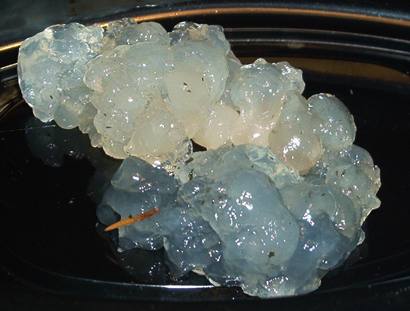 Exidia nucleata_Rev. offen.jpg