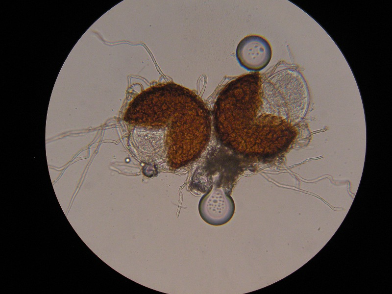 400er Vinnhorst (1).JPG