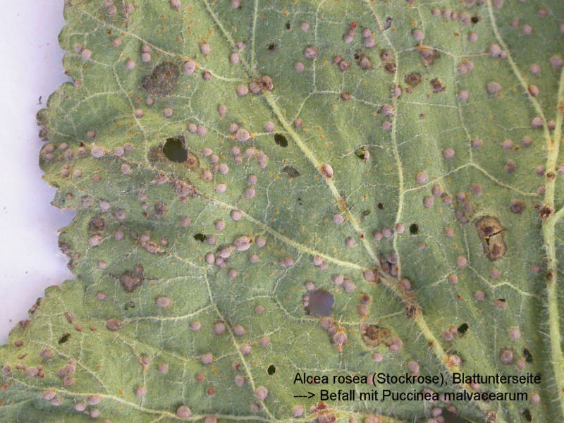 Befall Blattunterseite