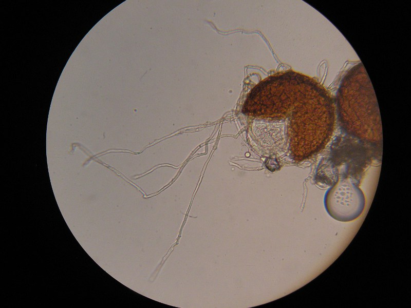 400er Vinnhorst (4).JPG