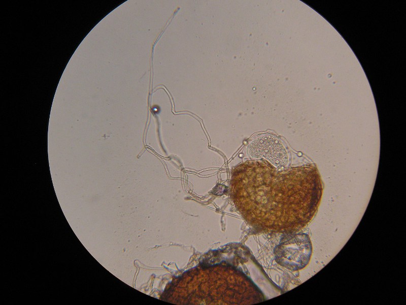 400er Vinnhorst (7).JPG