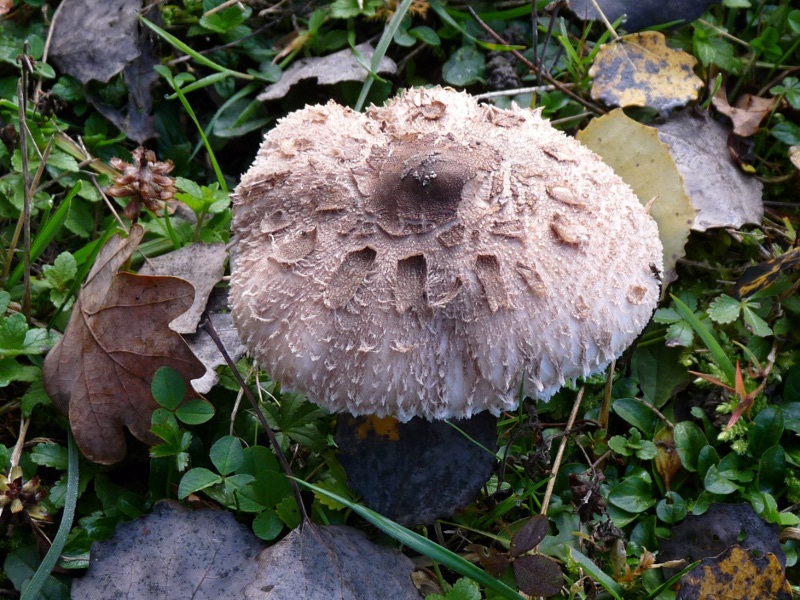 P1040506 Parasol 800 red .JPG