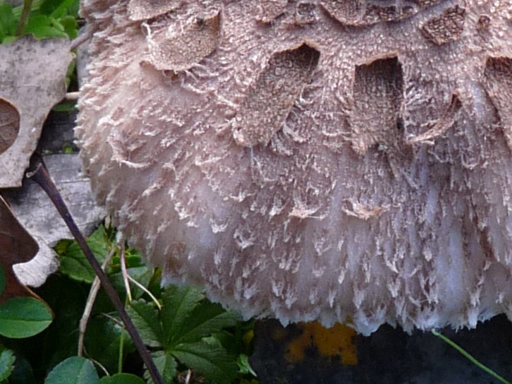 P1040506 Parasol Ausschnitt 726 red .JPG