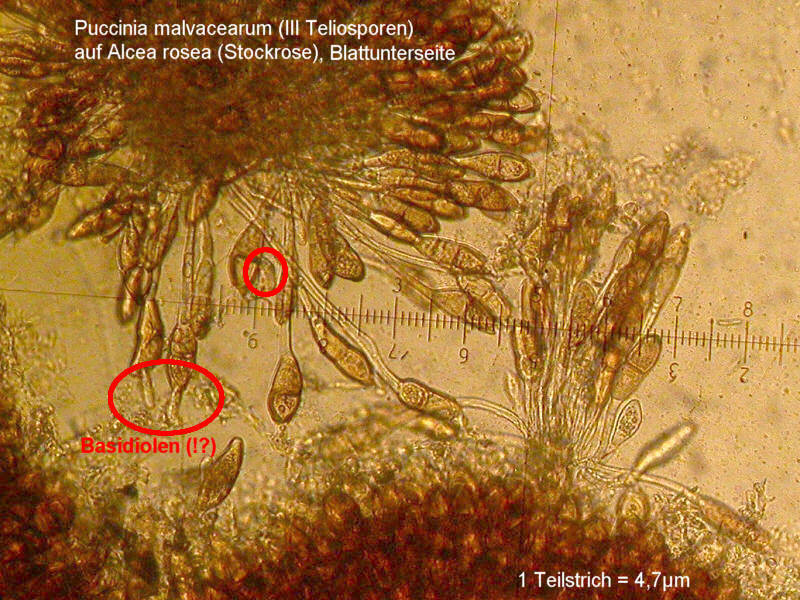III Teleutosporen, z.T. mit Basidiolen