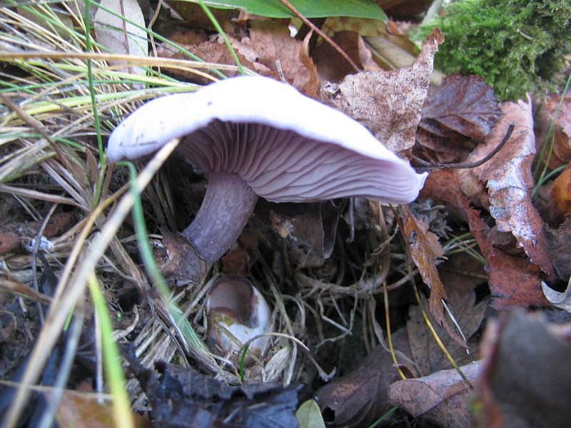 Violetter Rötelritterling.jpg