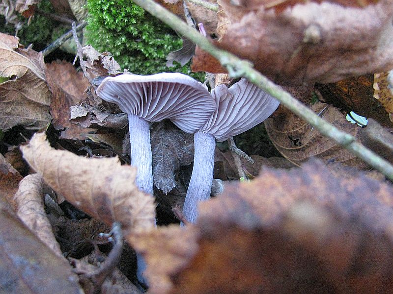 Violetter Rötelritterling (2).jpg