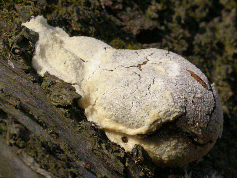 EnteridiumLycoperdon-DSCN2134g.jpg