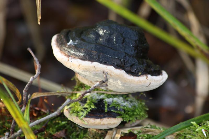 Baumpilz 1, 29.11.11._800x533.jpg