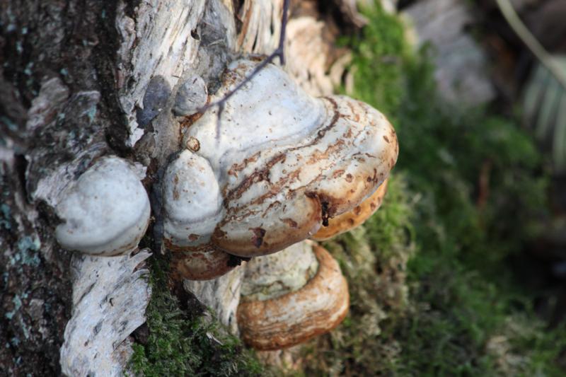 Baumpilz 3, 29.11.11_800x533.jpg