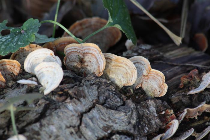 Baumpilz 2, 29.11.11_700x467.jpg