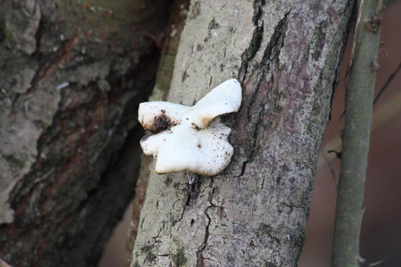 Baumpilz 4, 29.11.11_800x533.jpg