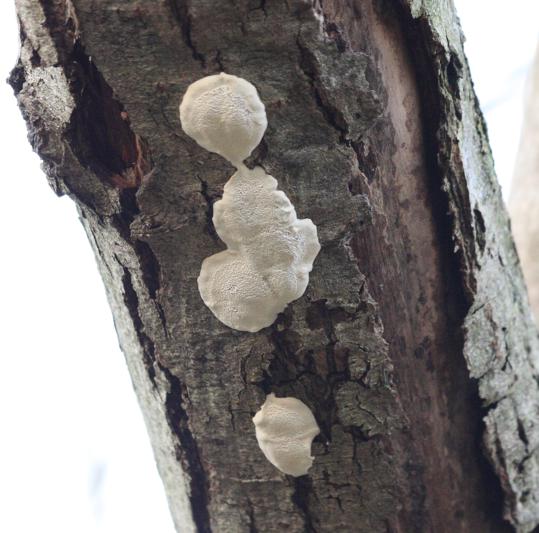 Baumpilz 5, 29.11.11_539x533.jpg