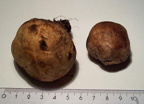 Pisolithus arrhizus-1..JPG