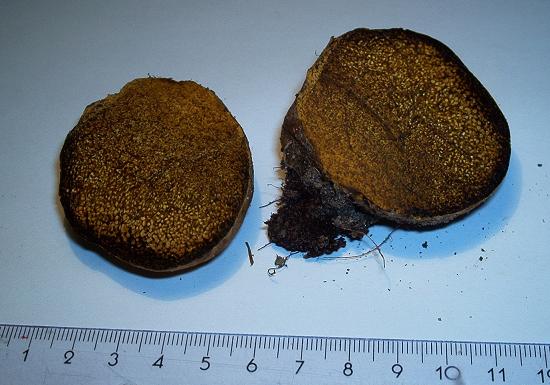 Pisolithus arrhizus-3..JPG