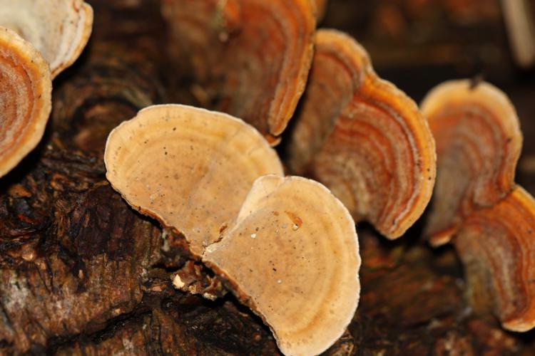 Nr. 2, Unterseite_750x500.jpg