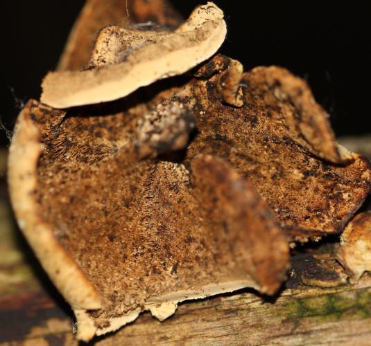 Nr. 4, Unterseite_535x500.jpg