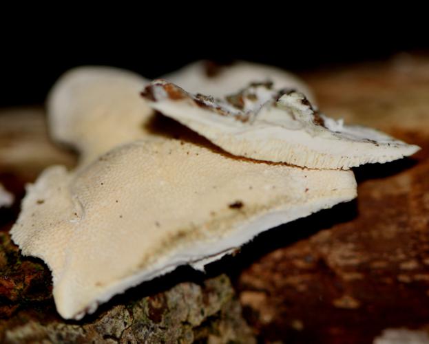 Nr. 5 Unterseite u. Schnitt_623x500.jpg