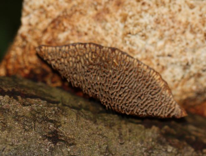 Nr. 7, Unterseite_659x500.jpg