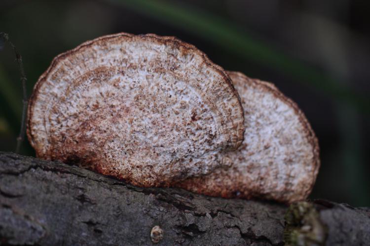 Baumpilz Nr. 7_750x500.jpg