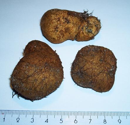 Rhizopogon obtextus-1..JPG