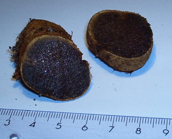 Rhizopogon obtextus-2..JPG