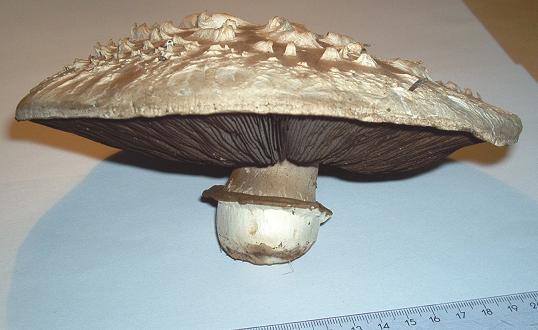 Agaricus sp._1..JPG