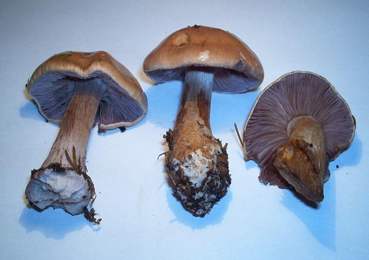 Cortinarius glaucopus_2.jpg