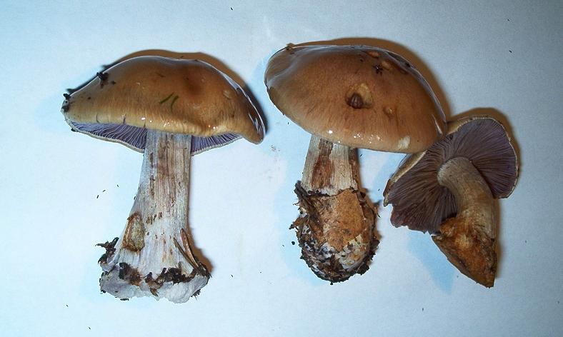 Cortinarius glaucopus_4.jpg