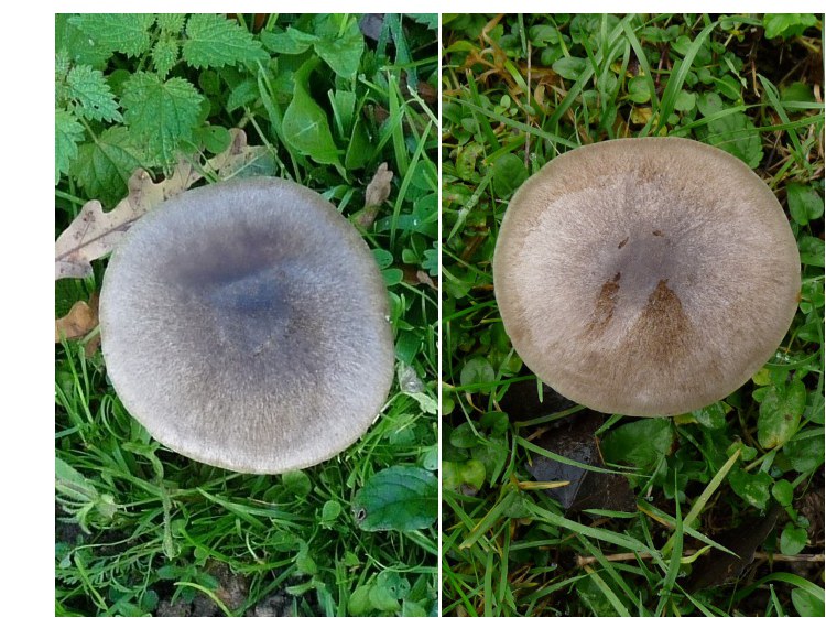 zzz4  Doppelbild Hut red .jpg