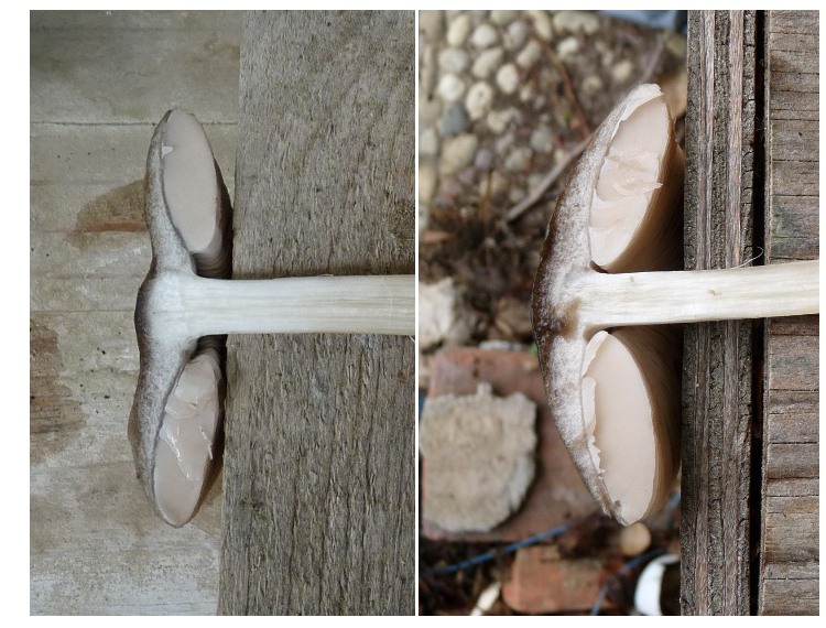 zzz3  Doppelbild Schnitt red .jpg