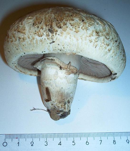 Agaricus bernardii_1_2010.jpg