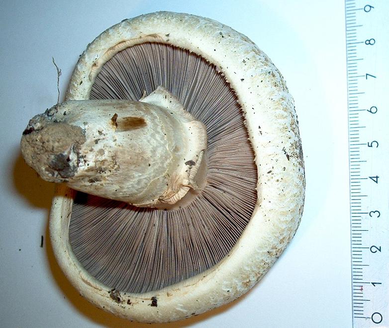 Agaricus bernardii_2_2010.jpg