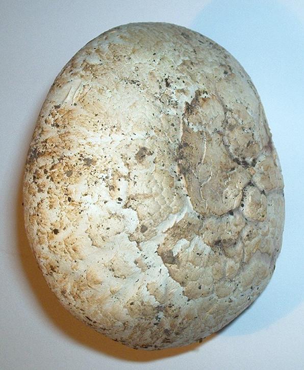 Agaricus bernardii_3_2010.jpg