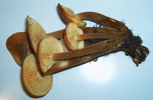 Flammulina velutipes 22.1.jpg