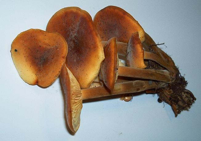 Flammulina velutipes 22.2.jpg