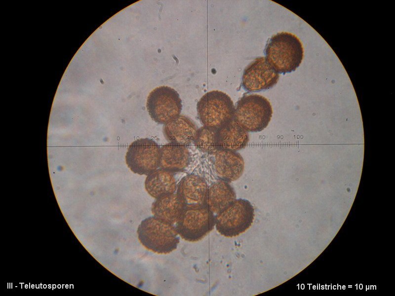 3-Tranzschelia pruni-spinosae-III-M7-Prunus domestica ssp.JPG